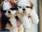 Shih Tzu Puppies