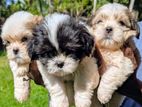 Shitzu Puppies