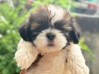 Shih Tzu Puppies