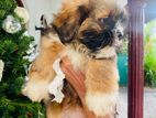 Shitzu Puppies