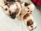 Shitzu Puppies