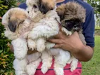 Shitzu Puppies
