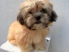 Shih Tzu Puppies