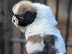 Shitzu Puppies