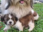 Shitzu Puppies