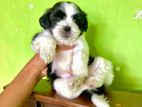 Shih Tzu Puppies