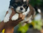 Shitzu Puppies