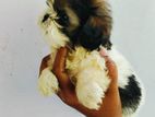 Shitzu Puppies