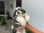 Shitzu Puppies