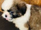 Shitzu Puppies
