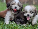 Shih Tzu Puppies