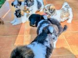 Shitzu Puppies