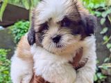 Shih Tzu Puppies