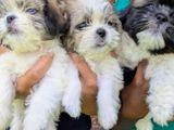 Shih Tzu Puppies