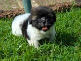 Shih Tzu Puppies