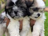 Shih Tzu Puppies