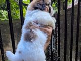 ShihTzu Puppies