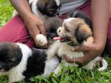 Shitzu Puppies