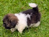 Shih Tzu Puppies