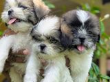 Shih Tzu Puppies