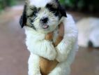 Shih Tzu Puppies