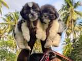Shitzu Puppies