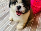 Shih Tzu Puppies