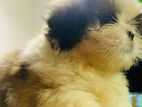 Shih Tzu Puppies