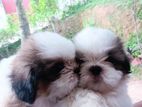Shitzu Puppies