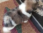 Shih Tzu Puppies