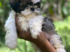 Shitzu Puppies