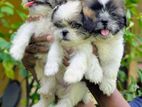 Shih Tzu Puppies