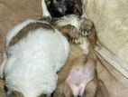 Shih Tzu Puppies