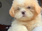 Shitzu Puppies
