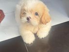 Shih Tzu Puppies