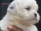 Shitzu Puppies