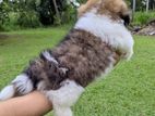 shitzu puppies