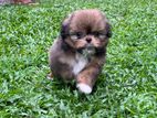 shitzu puppies