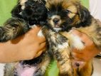 shitzu puppies
