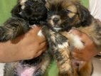 Shitzu Puppies