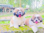 Shitzu Puppies
