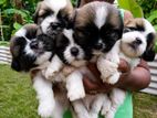 Shih Tzu Puppies