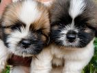 Shih Tzu Puppies