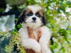 Shitzu Puppies