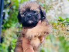 Shitzu Puppies