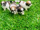 Shitzu Puppies