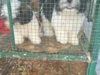 Shitzu Puppies Liyanagemulla