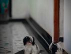 Shih Tzu Puppies