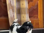 Shitzu Puppies