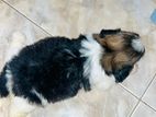 Shihtzu Puppies